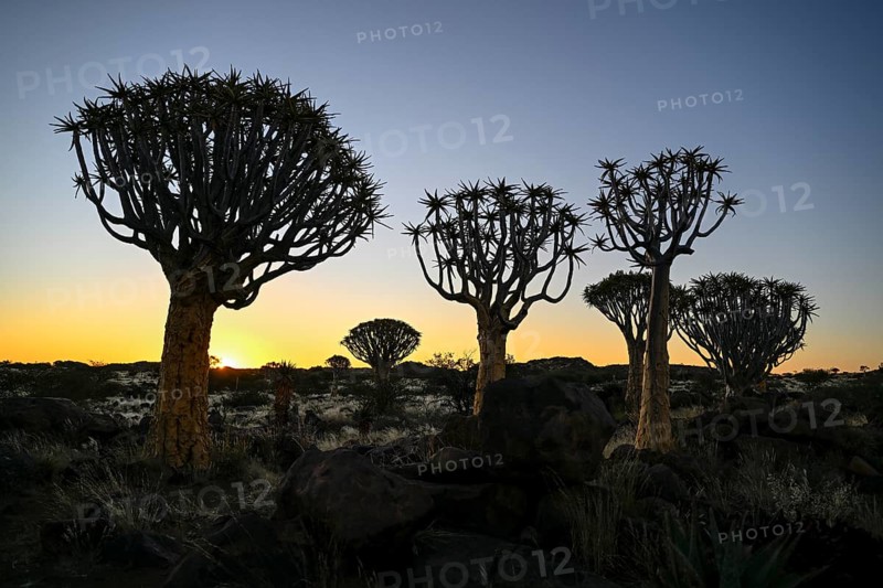 Quiver trees (Aloe dichotoma), blue hour, quiver tree forest near Keetmanshoop, Karas Region, Namibia