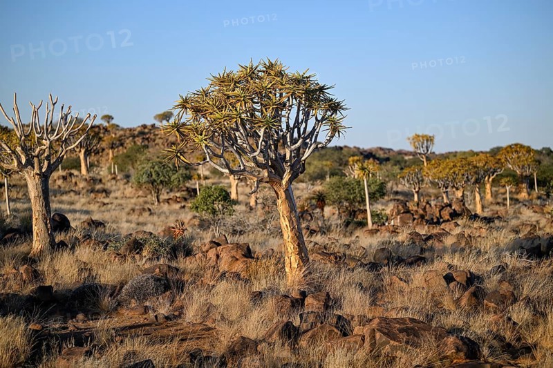 Quiver tree (Aloe dichotoma), quiver tree forest near Keetmanshoop, Karas Region, Namibia