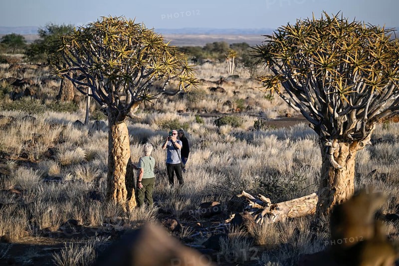 Tourists taking photos in front of quiver trees (Aloe dichotoma), quiver tree forest near Keetmanshoop, Karas Region, Namibia