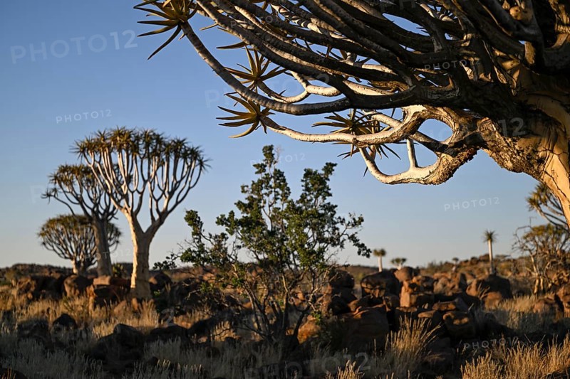Quiver trees (Aloe dichotoma), quiver tree forest near Keetmanshoop, Karas Region, Namibia