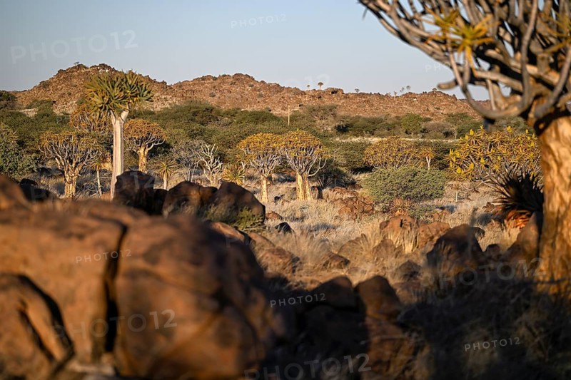 Quiver trees (Aloe dichotoma), quiver tree forest near Keetmanshoop, Karas Region, Namibia
