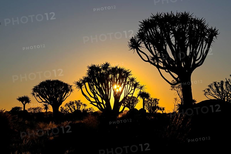 Quiver trees (Aloe dichotoma) in first daylight, quiver tree forest near Keetmanshoop, Karas Region, Namibia