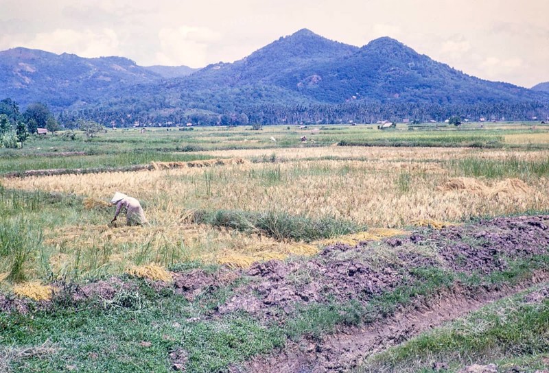Rice cultivation paddy fields rural farming agriculture countryside area, Penang, Penang Island, Malaya, Malaysia 1965