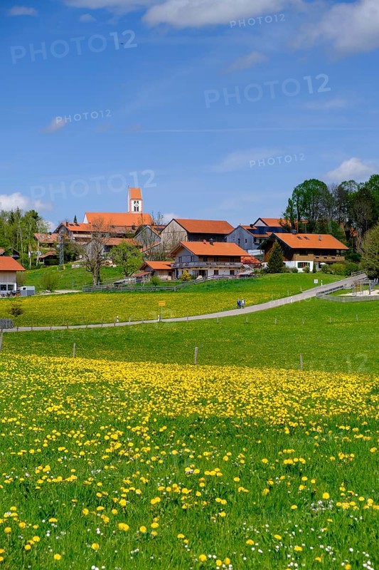 Dandelion meadows near Wackersberg, Upper Bavaria, Bavaria, Germany