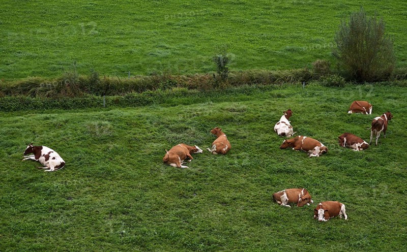 Cows, dairy cows, on pasture, Burgrain near Willisau, Canton Lucerne, Switzerland