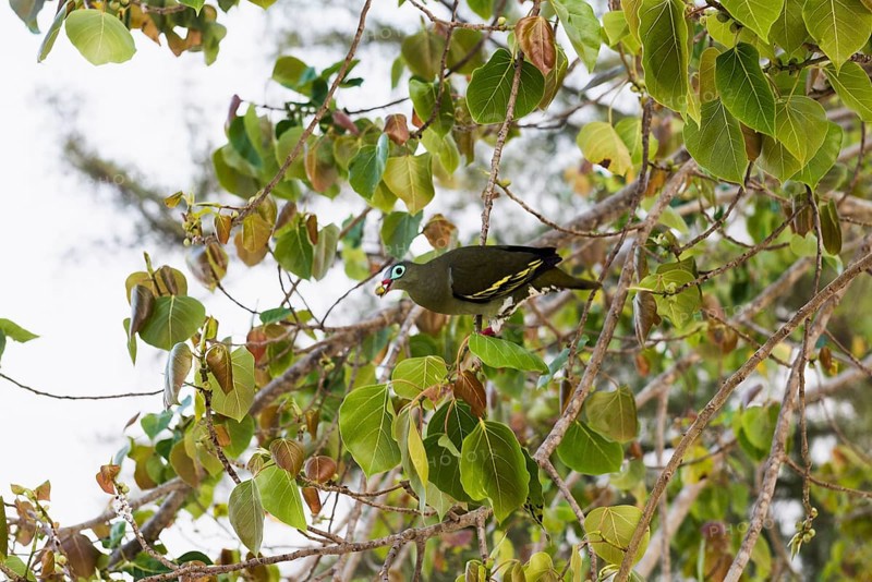 Green pigeon, Sunrise Beach, Koh Hai, Ko Ngai, Krabi Province, Trang, Southern Thailand, Andaman Sea, Thailand
