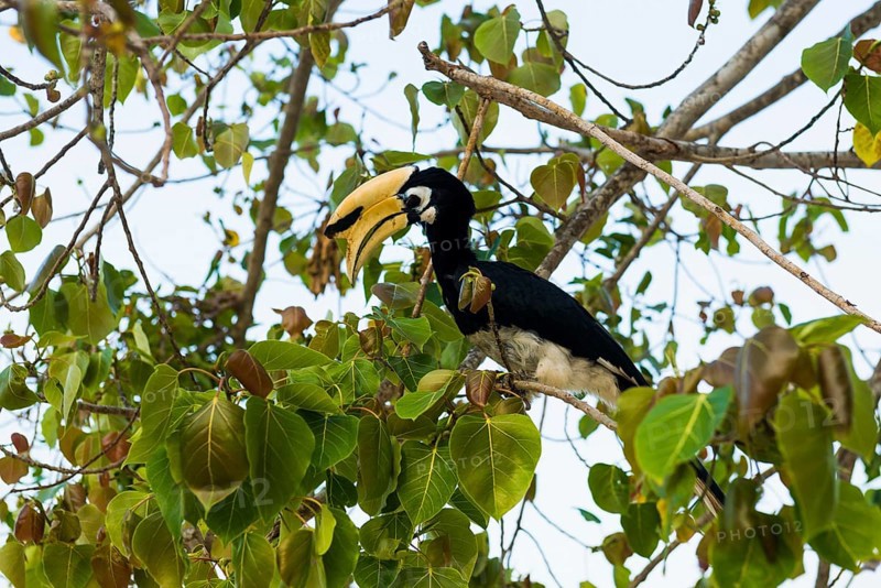 Hornbill, Sunrise Beach, Koh Hai, Ko Ngai, Krabi Province, Trang, Southern Thailand, Andaman Sea, Thailand
