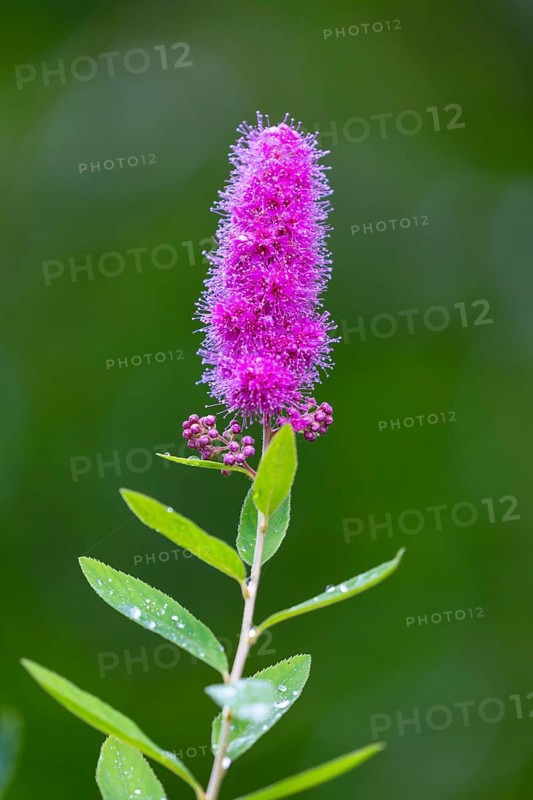 Willow-leaved spirea shrub (Spira salicifolia), rose family (Rosaceae), Moosbachtal, Dahn, Dahner Felsenland, Pfläzerwald, Rhineland-Palatinate, Germany