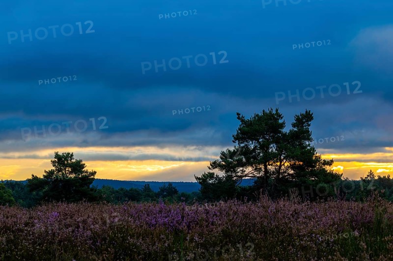 Heather (Erica vulgaris) Heather family (Ericaceae), Pine (Pinus), Mehlinger Heide, Pfläzerwald, Rhineland-Palatinate, Germany
