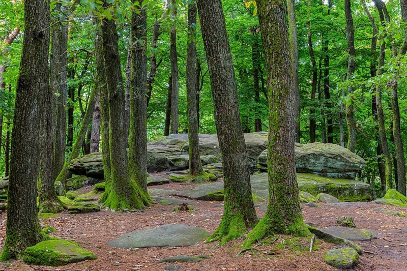 Boulders in the forest, red sandstone, pine (Pinus) Felsenmeer, Kalmit, Maikammer, Pfläzerwald, Rhineland-Palatinate, Germany