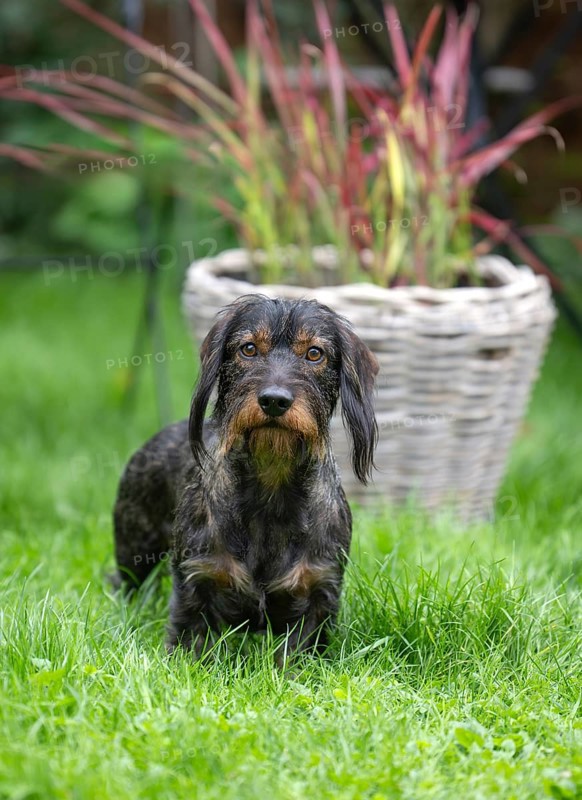 Rough-haired dachshund (Canis lupus familiaris) male, 4 years, attentive, in a meadow, in garden, Stuttgart, Baden-Württemberg, Germany