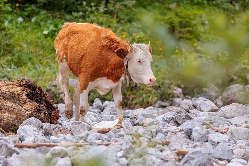 Holstein Friesian cattle crossing a creek on an alpine pasture. Eng valley, Austria
