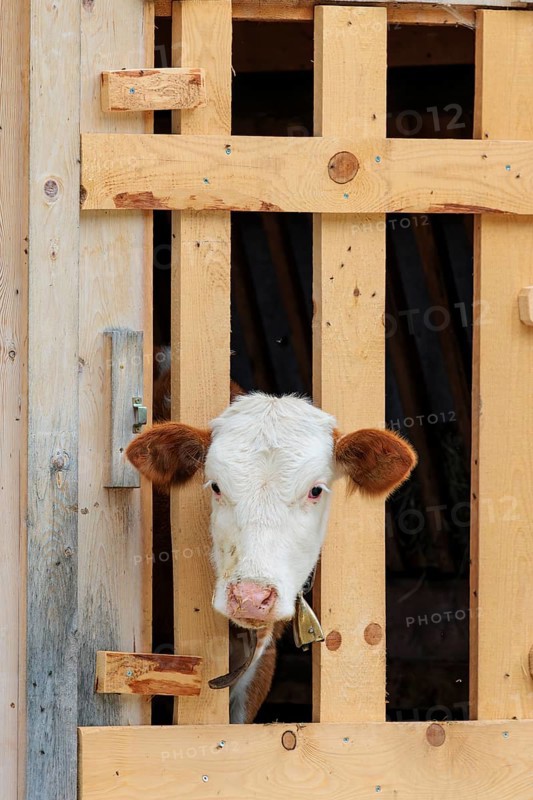 A Holstein-Friesian calf sticks its head through a wooden fence in the barn wall and looks out. Eng valley, Austria