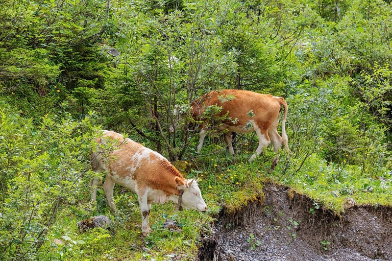 Holstein-Friesian cattle grazing on a mountain pasture in steep terrain. Eng Valley, Austria