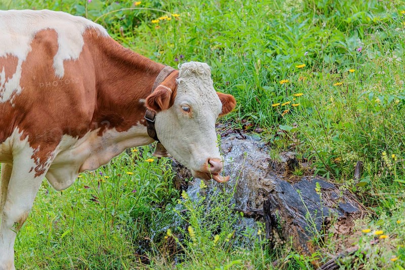 A Holstein-Friesian cow stands on a green mountain pasture in the Eng valley, Austria, drinking from a spring