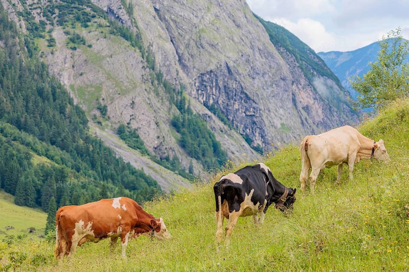 Mixed breeds of cattle grazing on a green mountain pasture in the Eng valley, Austria
