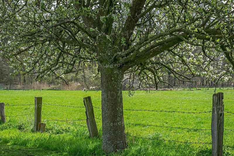 Old flowering fruit tree, Münsterland, North Rhine-Westphalia, Germany