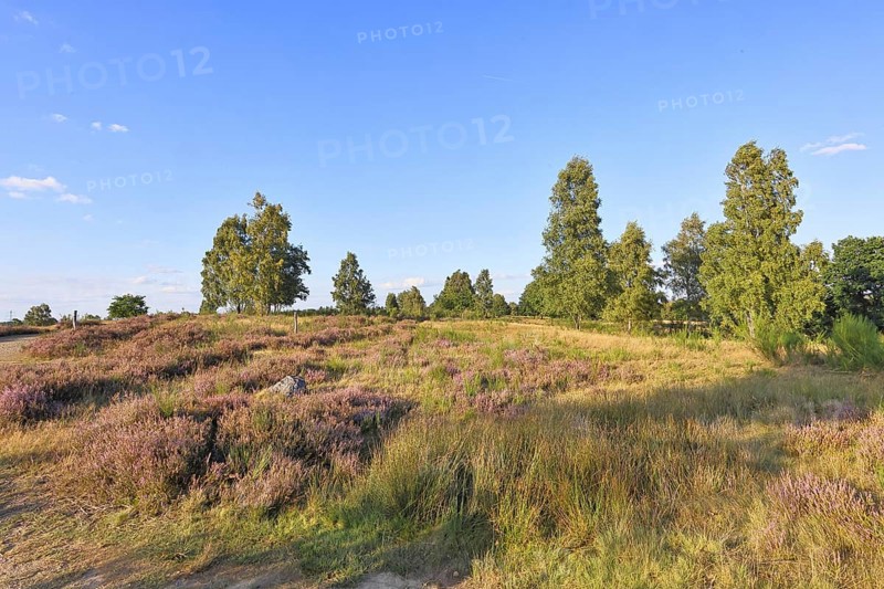 Heath landscape with heather (Calluna vulgaris) and birch trees and blue sky, Trupacher Heide nature reserve, Siegen, North Rhine-Westphalia, Germany