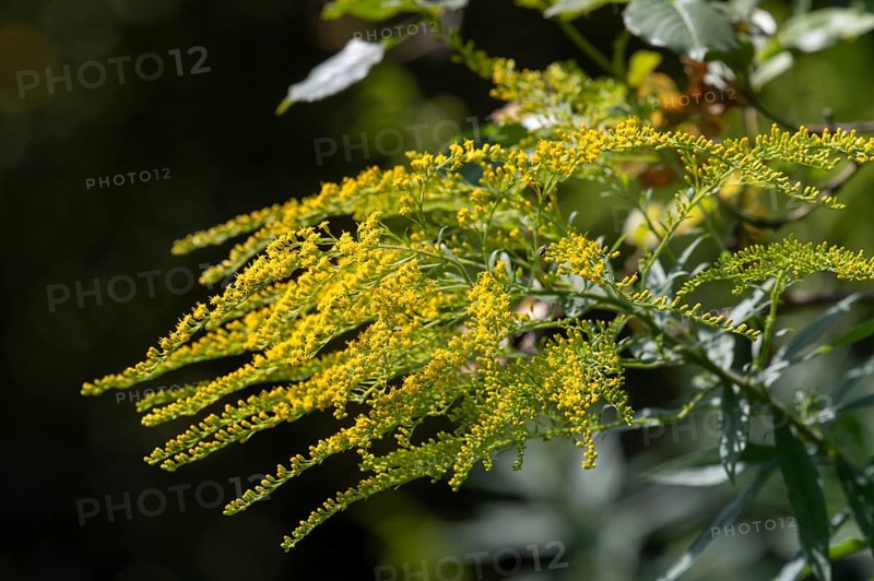 Blossoms of a goldenrod (Solidago), Bavaria, Germany
