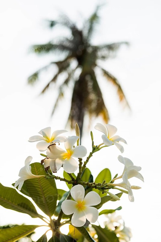 Frangipani, Pearl Beach, Koh Mook, Trang Province, Southern Thailand, Andaman Sea, Thailand