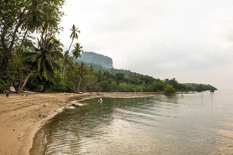 Sandy beach beach and coconut palms, Koh Mook, Trang Province, Southern Thailand, Andaman Sea, Thailand