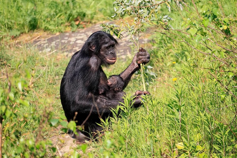 Bonobo (Pan Paniscus), pygmy chimpanzee, adult, female, juvenile, mother, social behaviour, suckling