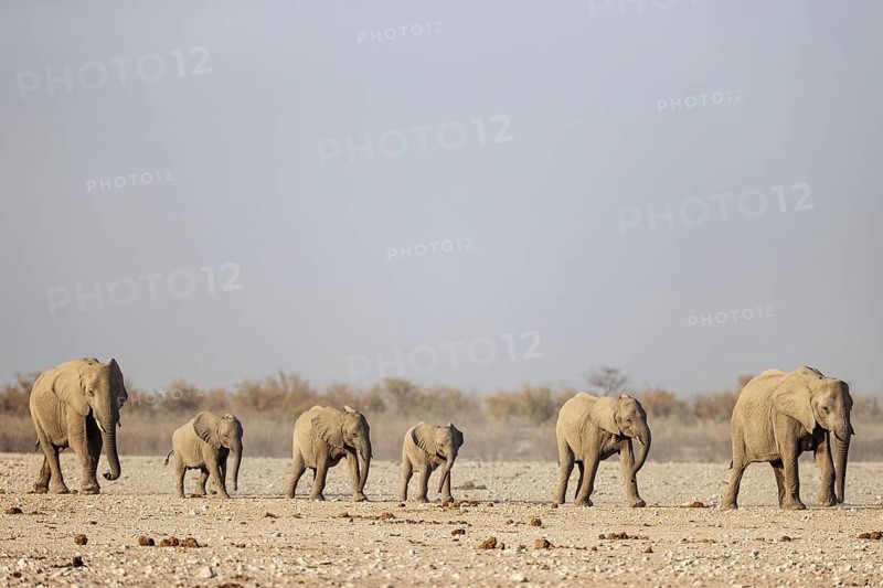 African Elephant (Loxodonta africana). Breeding herd rushing towards a waterhole. Etosha National Park, Namibia