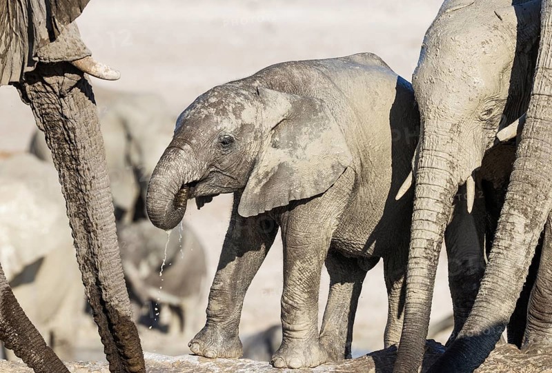 African Elephant (Loxodonta africana). Breeding herd with calf drinking at a waterhole. Etosha National Park, Namibia