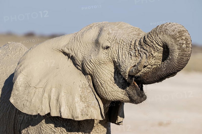 African Elephant (Loxodonta africana). Female drinking at a waterhole. Etosha National Park, Namibia