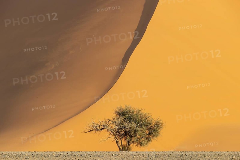 Sand dune and camelthorn tree (Vachellia erioloba) in the Namib Desert, Namib-Naukluft Park, Namibia