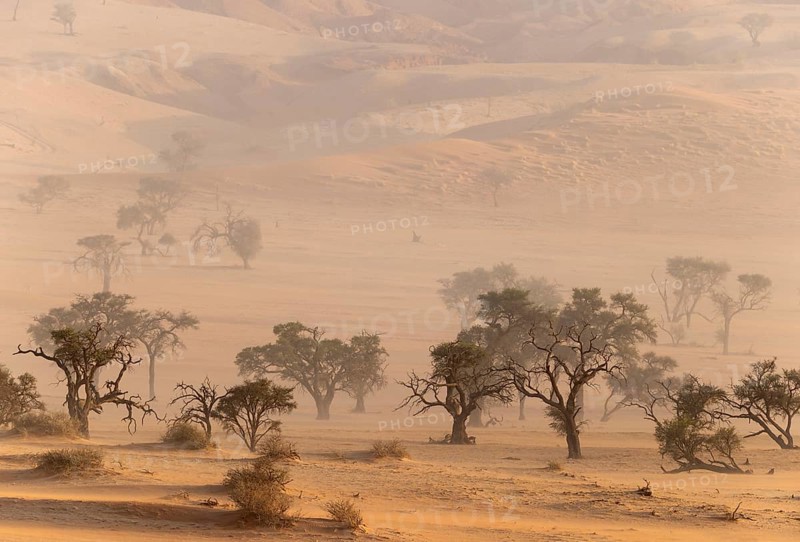 Camelthorn trees (Vachellia erioloba) in a sand storm in the Tsondab Valley. Namib Desert, Namibia