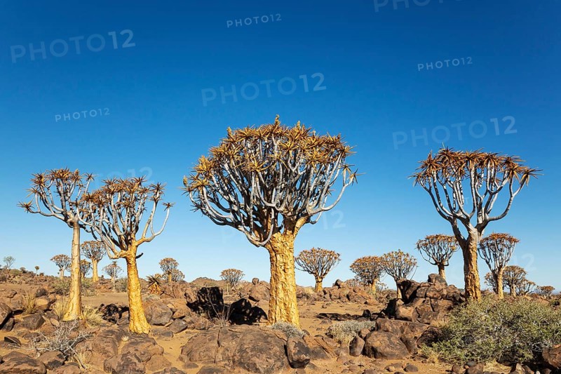 Quiver Tree (Aloidendron dichotomum). Quiver tree forest, Keetmanshoop, Southern Namibia
