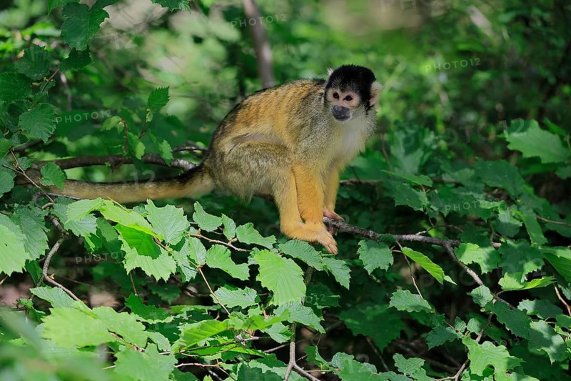 Black-capped squirrel monkey (Saimiri boliviensis), Black-capped squirrel monkey, adult, on tree, alert, South America
