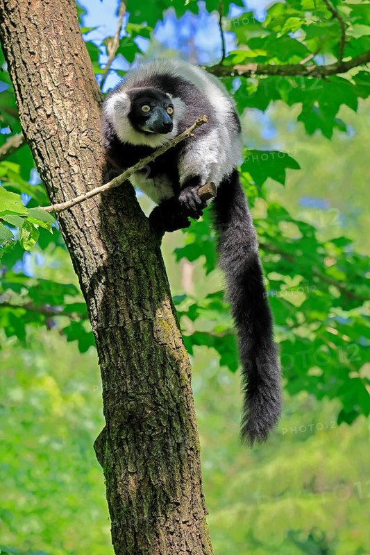 Black-and-white ruffed lemur (Varecia variegata), adult, alert, on tree, Madagascar