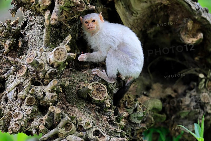 Silver marmoset (Mico argentatus, Syn.: Callithrix argentata), silver marmoset, adult, on tree trunk, foraging, sitting, alert, South America