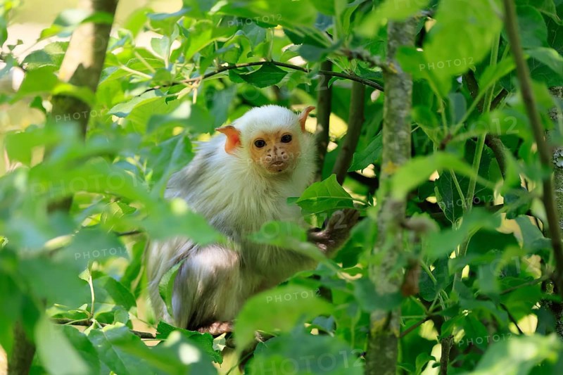 Silver marmoset (Mico argentatus, Syn.: Callithrix argentata), silver marmoset, adult, sitting on tree, alert, South America