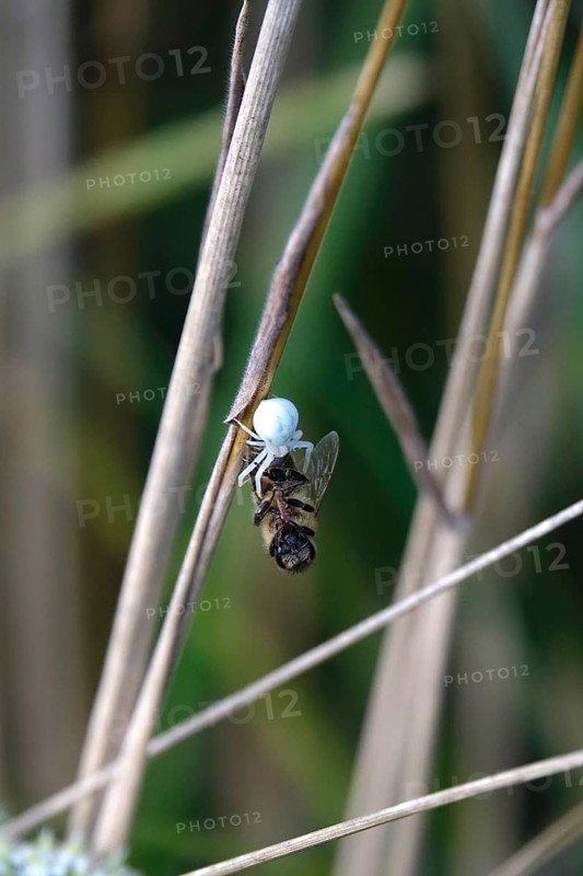 Crab spider, summer, Germany