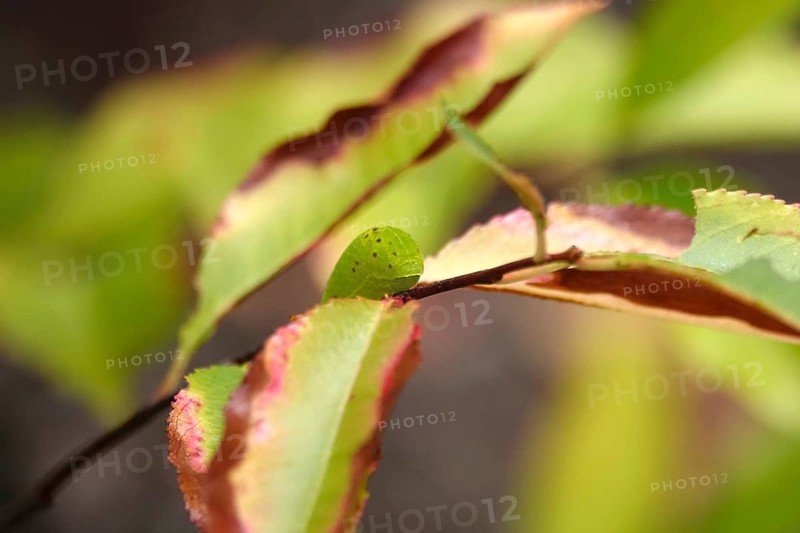 Caterpillar of the sail butterfly, summer, Germany