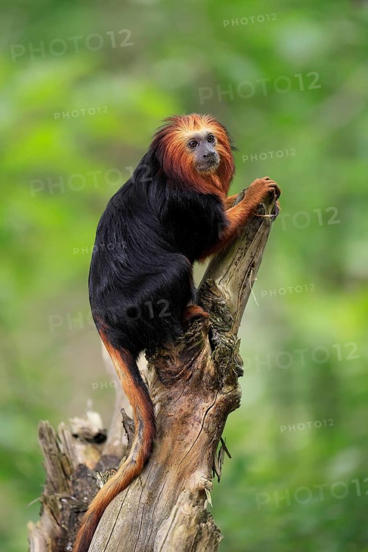 Golden-headed lion tamarin (Leontopithecus chrysomelas), adult, on tree trunk, vigilant, captive, South America