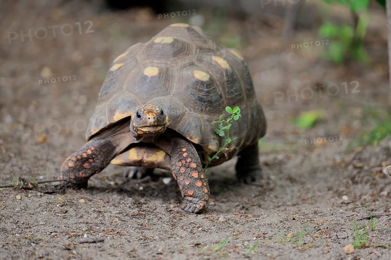 Coal turtle (Geochelone carbonaria), adult, foraging, running, South America