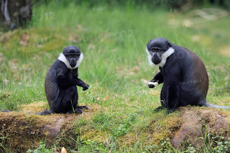 L'Hoest's monkey (Cercopithecus lhoesti), adult, pair, with food, sitting, on the ground, alert