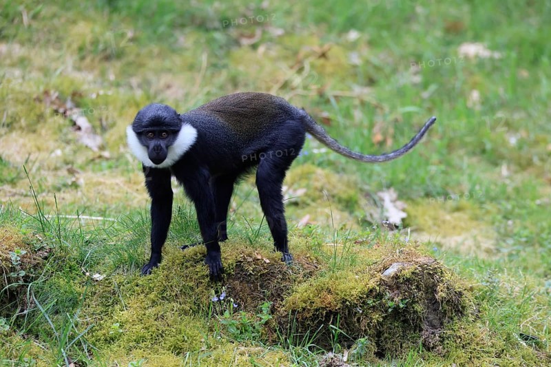 L'Hoest's monkey (Cercopithecus lhoesti), adult, alert