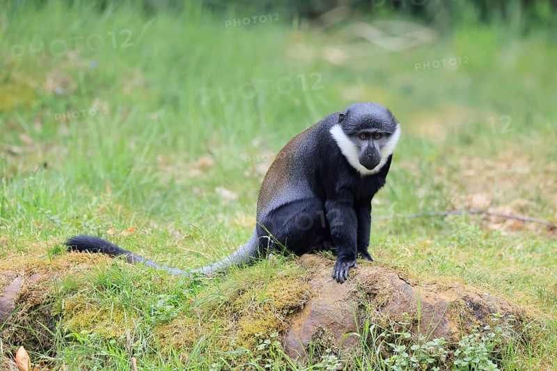 L'Hoest's monkey (Cercopithecus lhoesti), adult, on rocks, vigilant