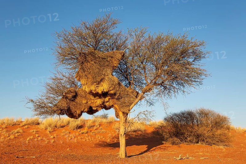 Huge communal nest of Sociable Weavers (Philetairus socius) in a camelthorn tree (Vachellia erioloba). Kalahari Desert, Namibia