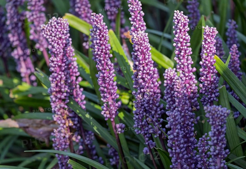 Lily grape (Liriope muscari), Münsterland, North Rhine-Westphalia, Germany