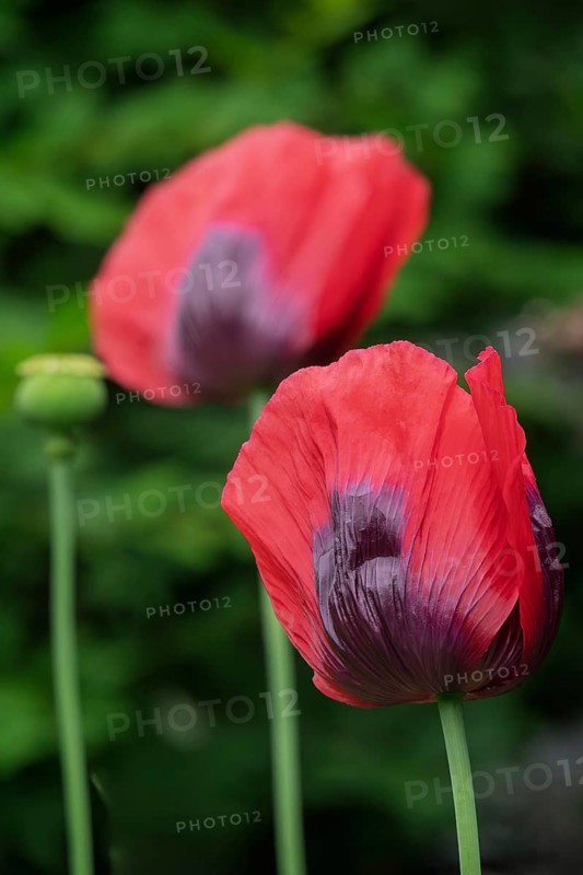 Garden poppy (Papaver), Münsterland, North Rhine-Westphalia, Germany