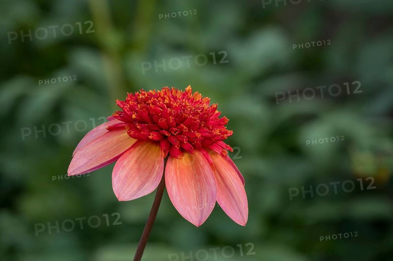 Anemone Dahlia Polka, Münsterland, North Rhine-Westphalia, Germany