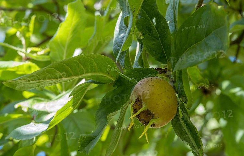 Medlar, fruit stand (Mespilus germanica), Münsterland, North Rhine-Westphalia, Germany