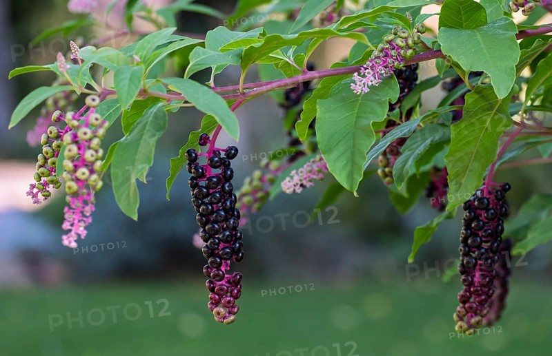 Pokeweed (Phytolacca), Münsterland, North Rhine-Westphalia, Germany