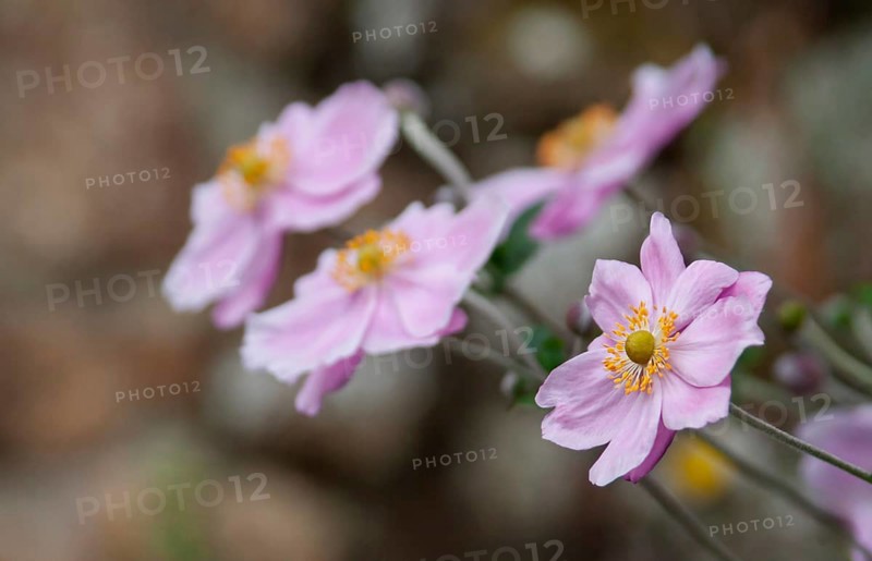 Autumn anemone (Anemone hupehensis), Brittany, France